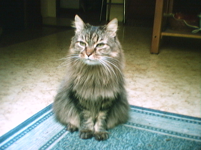 Tabby cat